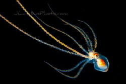 Pelagic Octopus, swimming in 7000ft of water at night. by Joshua Lambus 